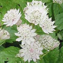 Astrantia