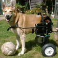 Penge, a 10 year old former Battersea dog who uses a trolley following paralysis in her hind legs
