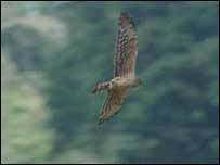 Montagu's Harrier