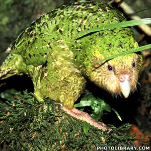 Kakapo