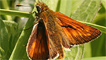 A large skipper butterfly by Mike McCarthy