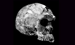 Pleistocene Homo sapiens