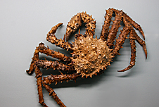A crab