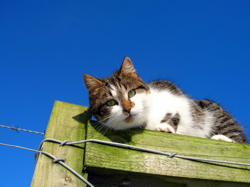 Tuffy again