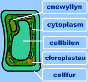 celloedd yn byw