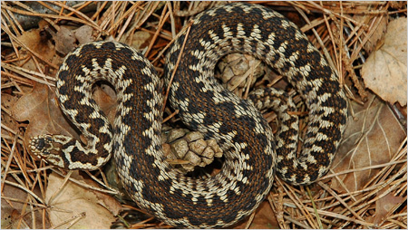 Adder c/o Fred Holmes Herpetological Conservation Trust