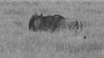 Lion stalking wildebeest
