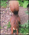 Red squirrel