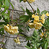 Rosa banksiae 'Lutea'