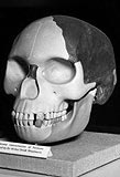 Reconstruction of the 'Piltdown Man' skull, on show at the Natural History Museum in 1953