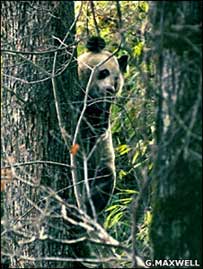 Panda gigante