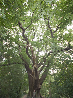 Giant veteran oak tree