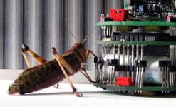 Locust with robot