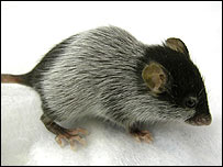 Rato grisalho