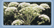 Giant Hogweed