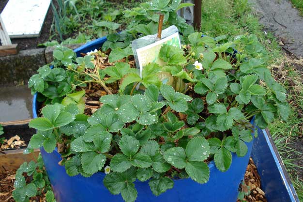 Strawberry plants