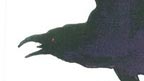 Raven