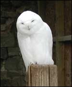 Snowy Owl