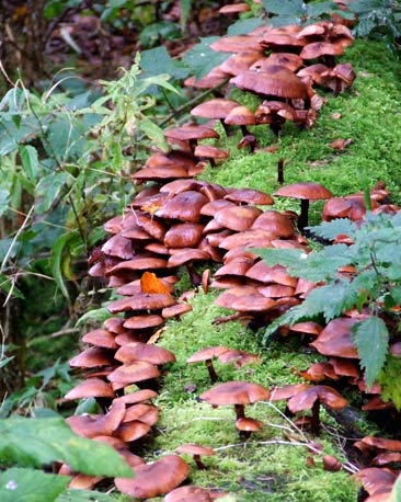 A log covered in mushrooms