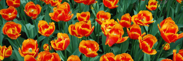 Tulips