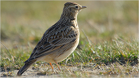 Skylark c/o northeastwildlife.co.uk