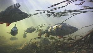 under water image of freshwater fish