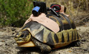 Tortoise cam in action