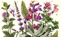 Are medicinal plants safe to use?