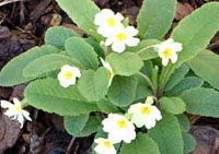 Primroses