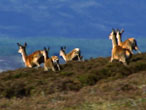 Herd of deer in the Scottish countryside