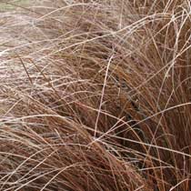 Carex comans