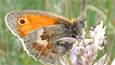 A small heath butterfly by Donna Marie