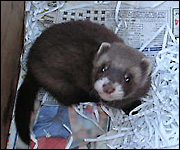 An orphaned polecat [pic: Rob Scrivens]