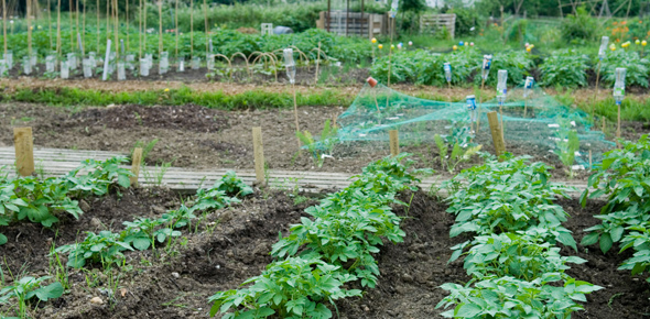 allotment