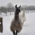 Snowbound llamas