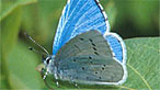 Holly blue