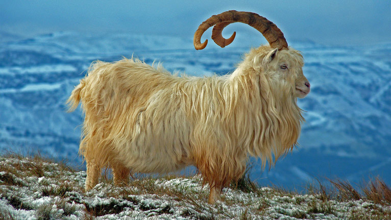 Kashmir mountain goat