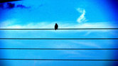 A Bird on a Wire....