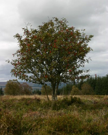 Rowan tree (courtesy of Claire Sharp)