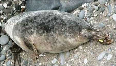 Seal c/o Gweek National Seal Sanctuary