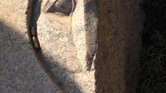 Stone owl