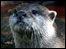 Otter