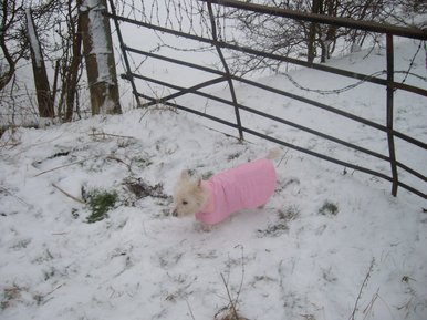 Dog In Pink x