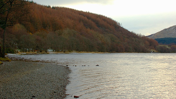 Conifers beside Loch Lubnaig