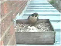 Peregrine falcon and chicks in nest box