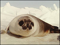 Focas