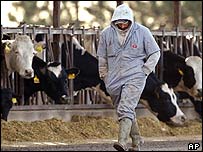 Vacas em quarentena