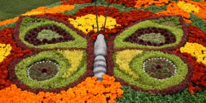 butterflies.jpg