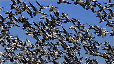 Snow geese (©Ian McCarthy) 