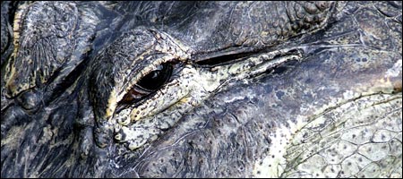 Alligator by Gemma Keys (detail)